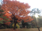 駒込六義園　紅葉（スタッフ撮影）